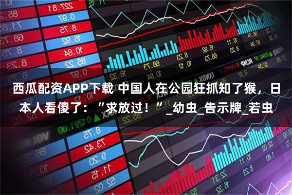 西瓜配资APP下载 中国人在公园狂抓知了猴，日本人看傻了：“求放过！”_幼虫_告示牌_若虫